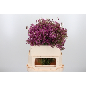 Chamelaucium Overig