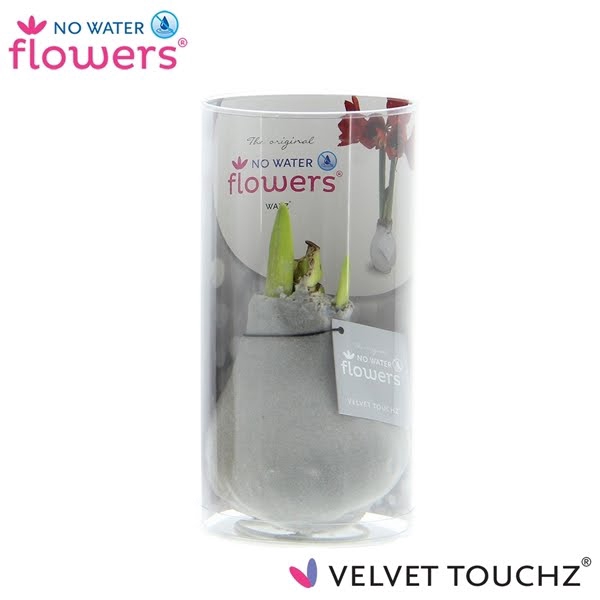 <h4>No Water Flowers Velvet Touchz® Zilver in koker</h4>