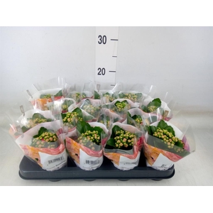 Kalanchoe blos. 'RosDon Nando'