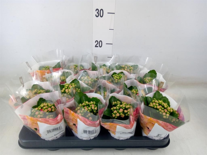 <h4>Kalanchoe blos. 'RosDon Nando'</h4>