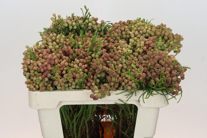 <h4>BERZ LANUGINOSA</h4>