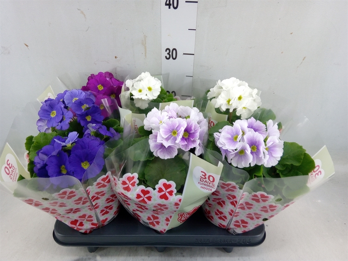 <h4>Primula obcon. 'SwKiss Amore'  .mix</h4>