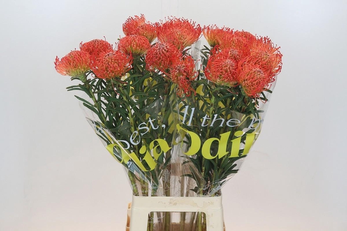 <h4>LEUCO CO SUCCESSION</h4>