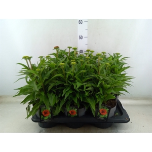 Echinacea   ...