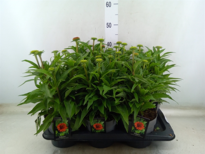 <h4>Echinacea   ...</h4>