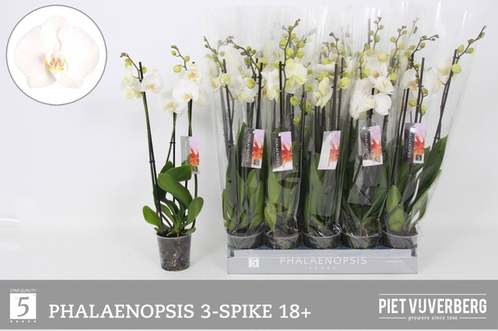 <h4>PHAL OV WIT</h4>