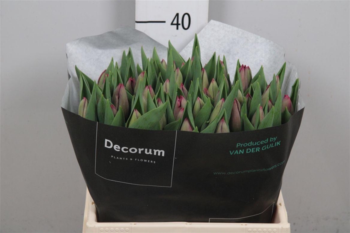 <h4>Tu En Anita Witzier</h4>