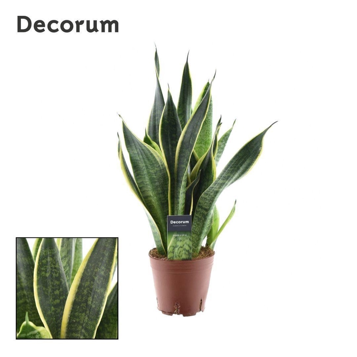 <h4>Sansevieria Futura Superba Decorum</h4>