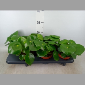 Peperomia polybotrya 'Raindrop'