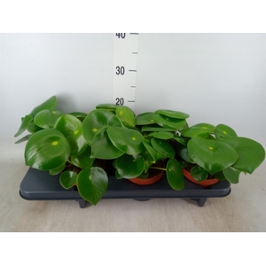 Peperomia polybotrya 'Raindrop'