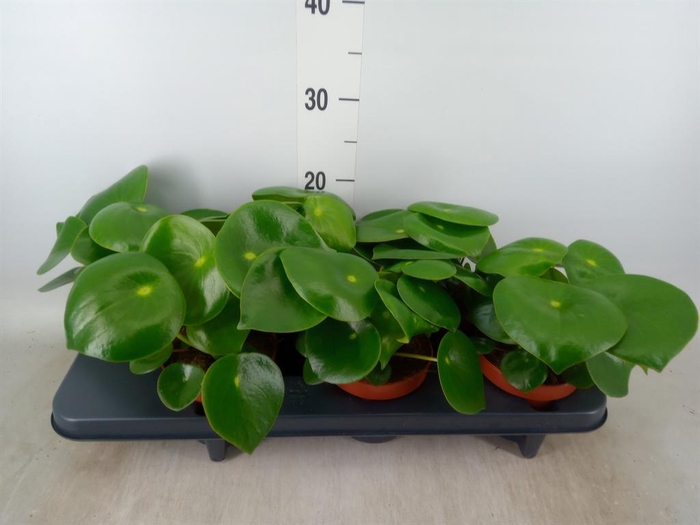 <h4>Peperomia polybotrya 'Raindrop'</h4>