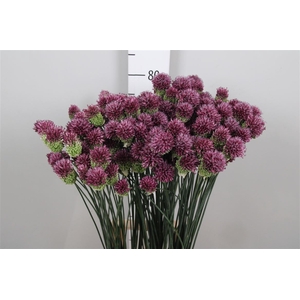 Allium Sphaerocephal