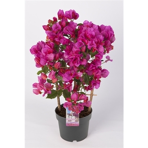 Bougainvillea 'Sanderiana' palisser violet