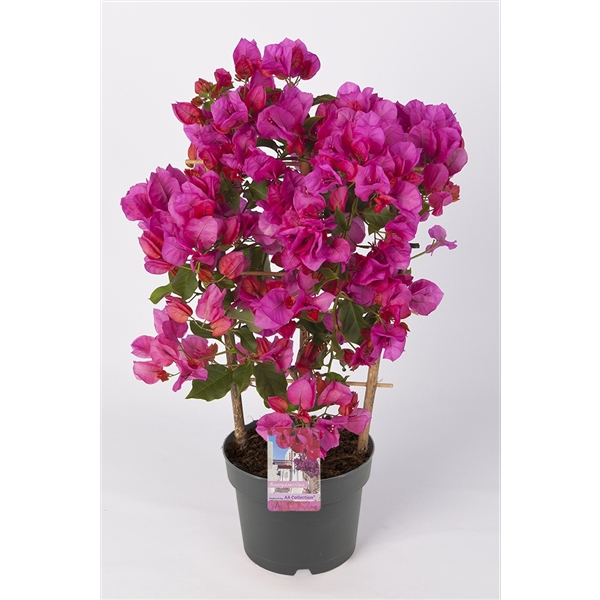 <h4>Bougainvillea 'Sanderiana' palisser violet</h4>