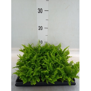 Nephrolepis exal.   ...