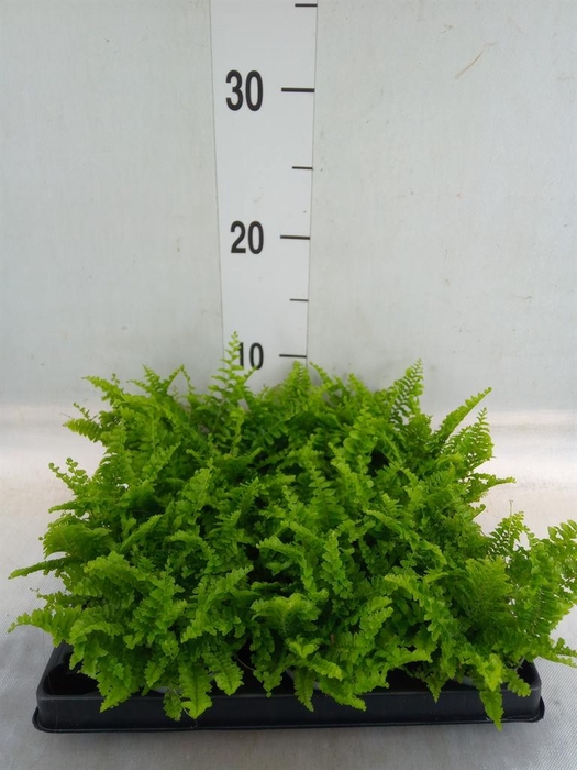 <h4>Nephrolepis exal.   ...</h4>