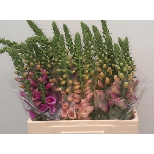 Digi Purpurea