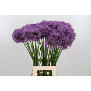 Allium Gladiator