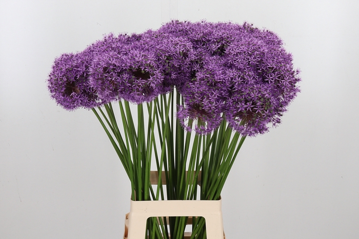 <h4>Allium Gladiator</h4>