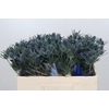 Eryngium Blue Dynamite