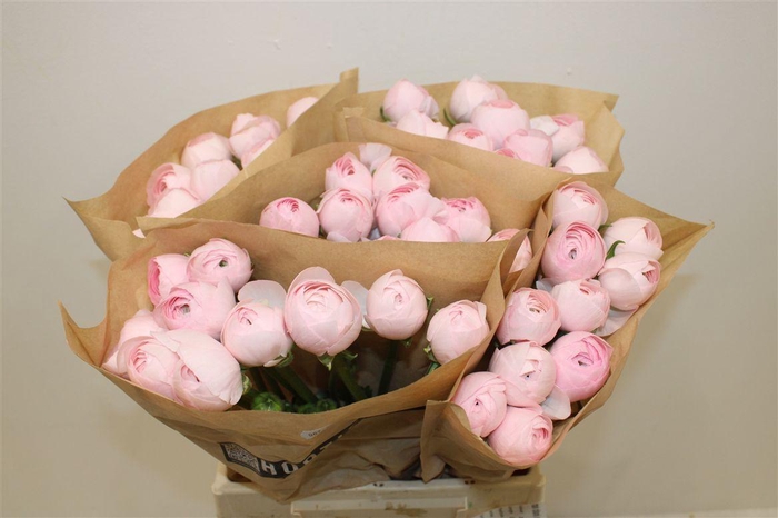 <h4>Ran Cloni Ex Lady Hanoi Pink</h4>