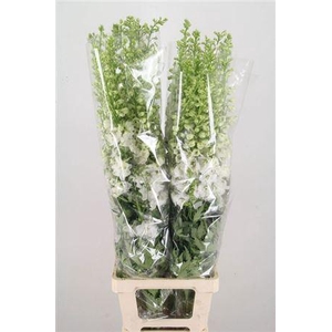 Delph Du Aurora Whit 150cm