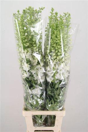 <h4>Delph Du Aurora Whit 150cm</h4>