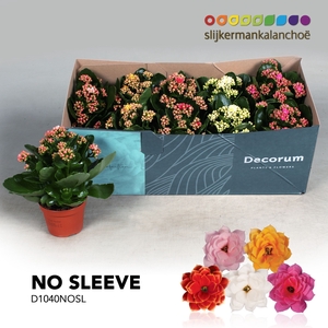 Kalanchoë No Sleeve - Serenity mix