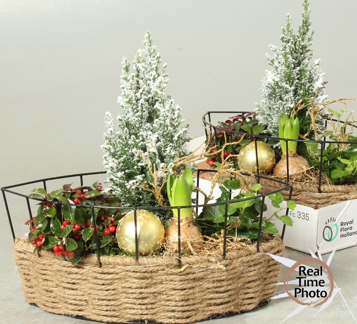 <h4>ARR KAMERPL</h4>