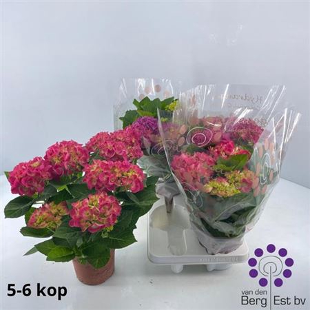 <h4>Planten Hydr M Sarena</h4>