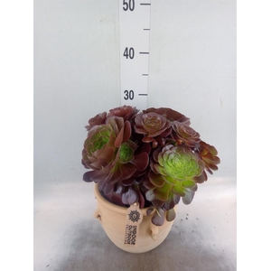 Aeonium arboreum 'Velours'