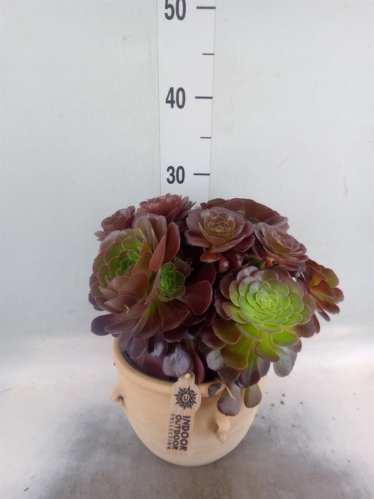 <h4>Aeonium arboreum 'Velours'</h4>