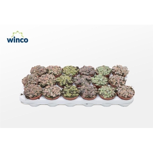 LITHOPS