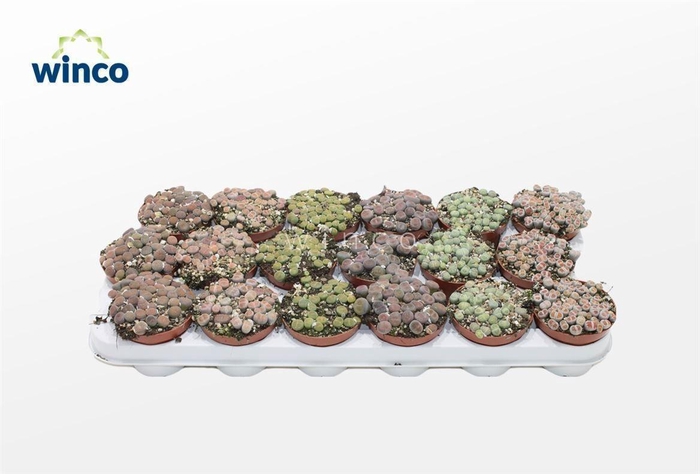 <h4>LITHOPS</h4>