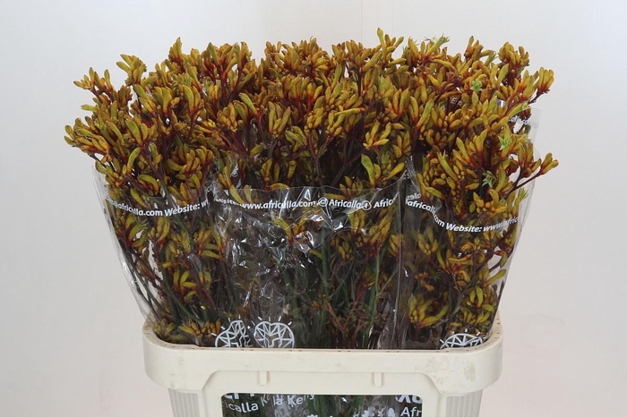 <h4>ANIGOZ GOLD FEVER</h4>