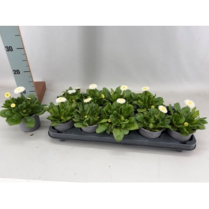 BELLIS P KL BEL WHIT