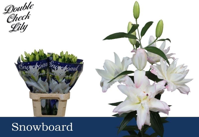 <h4>LI OR DU SNOWBOARD</h4>