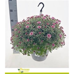 CHRYS PINK 45CM P27 WATERPOT