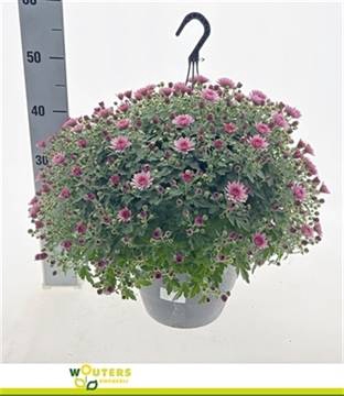 <h4>CHRYS PINK 45CM P27 WATERPOT</h4>