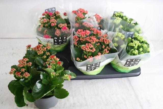 <h4>KAL GE GEM 4 KL</h4>