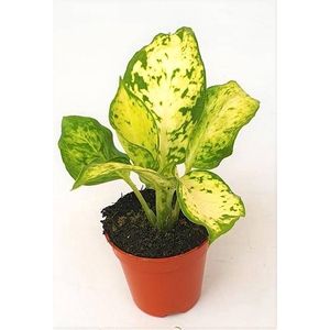 MINI DIEFFENBACHIA AMY