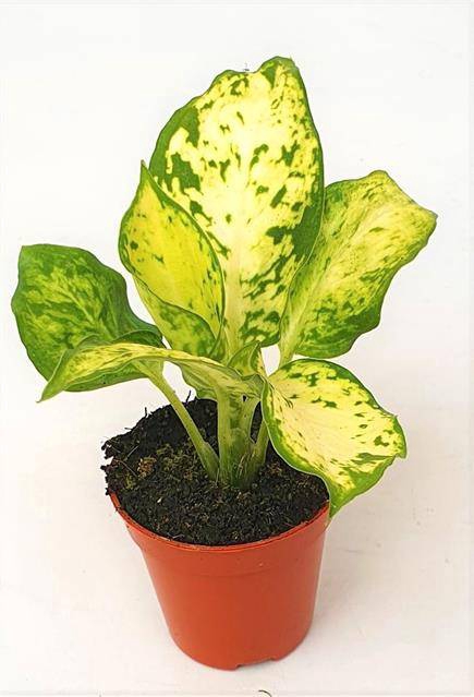 <h4>MINI DIEFFENBACHIA AMY</h4>