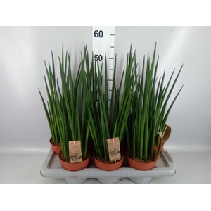Sansevieria bacularis