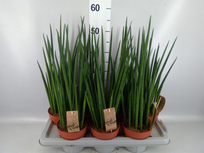<h4>Sansevieria bacularis</h4>