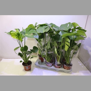 Monstera Deliciosa