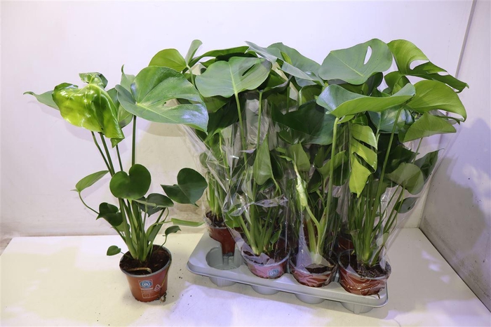 <h4>Monstera Deliciosa</h4>