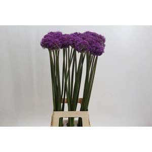 ALLIUM DARK KNIGHT ALLIUM DARK KNIG