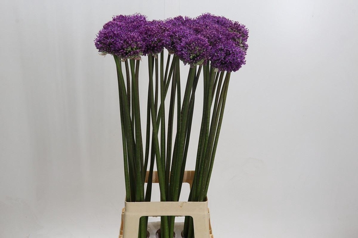 <h4>ALLIUM DARK KNIGHT ALLIUM DARK KNIG</h4>