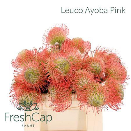 <h4>LEUCO AYOBA PINK</h4>