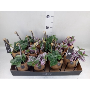 Planten Groen   ...mix  3